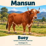 Buey — ilustración educativa original de Amulzugun.CL