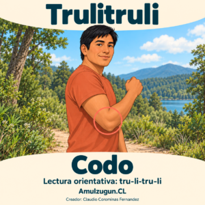 Codo — ilustración educativa original de Amulzugun.CL